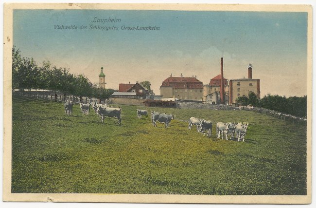 Lauheim Viehweide des Schlossgutes Gross-Laupheim (Vorderseite der Ansichtskarte)