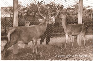 Laupheim (Württ.), Hirschgehege