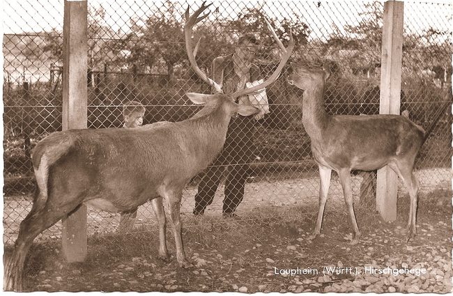 Laupheim (Württ.), Hirschgehege – Vorderseite
